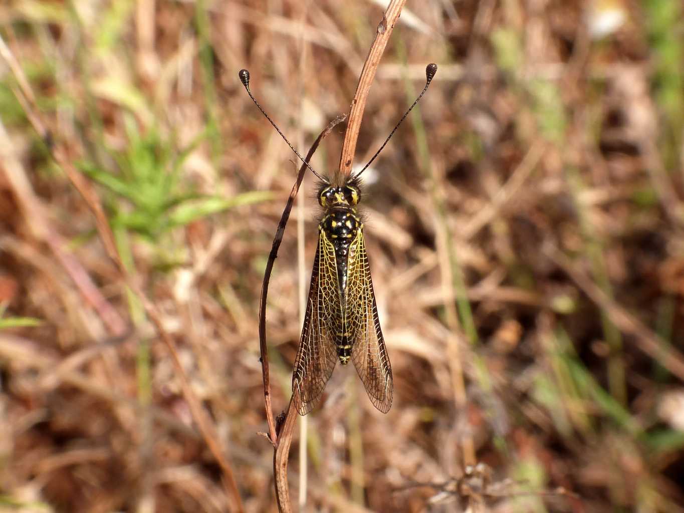 Libelloides corsicus